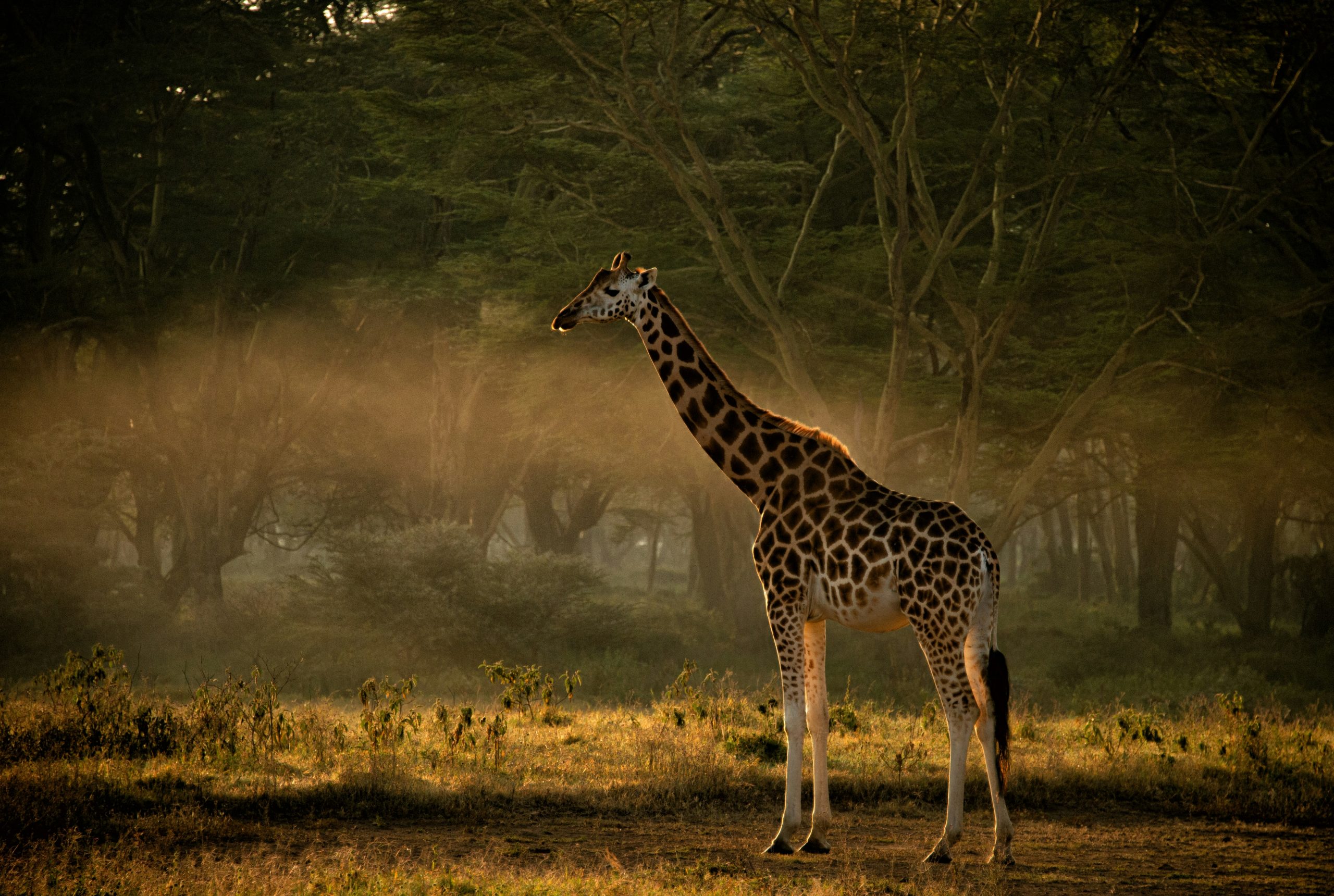 Redefining African Tourism: How Overall DRC Connects the World to Untapped Destinations